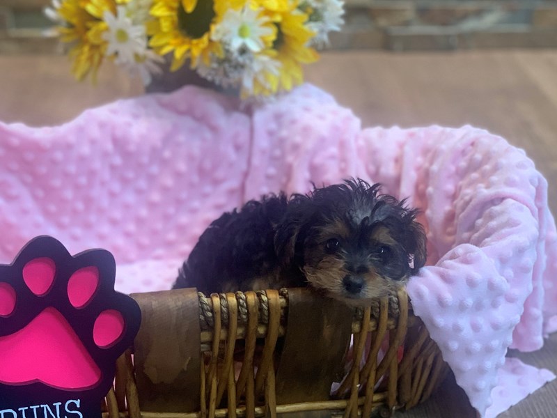 Yorkiepoo Dog Female Black & Tan 2459