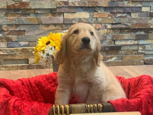 Golden Retriever-DOG-Male-Golden-2469-Petland Katy - Houston, Texas