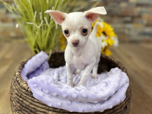 Chihuahua-DOG-Female-White-2468-Petland Katy - Houston, Texas