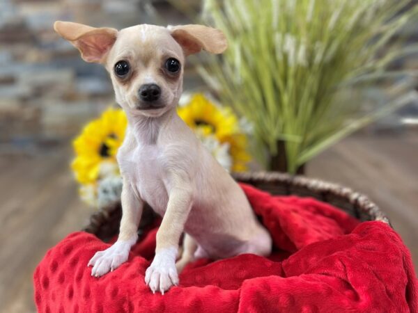 Chihuahua-DOG-Male-Cream-2467-Petland Katy - Houston, Texas