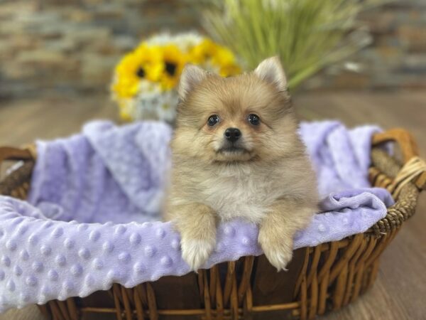 Pomeranian-DOG-Female-Orange Sable-2483-Petland Katy - Houston, Texas