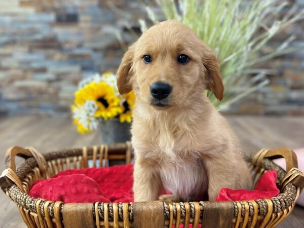 Golden Retriever-DOG-Male-Golden-2476-Petland Katy - Houston, Texas