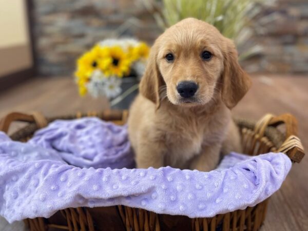 Golden Retriever-DOG-Female-Golden-2479-Petland Katy - Houston, Texas