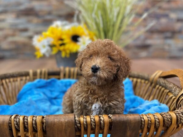 Miniature Poodle-DOG-Male-Red-2516-Petland Katy - Houston, Texas