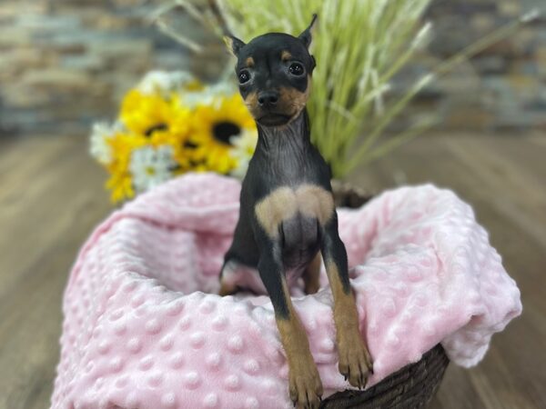 Miniature Pinscher-DOG-Female-Black & Rust-2506-Petland Katy - Houston, Texas