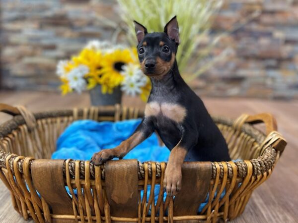 Miniature Pinscher-DOG-Male-Black & Rust-2505-Petland Katy - Houston, Texas