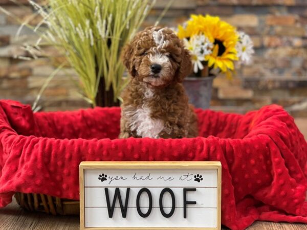 2nd Generation Mini Goldendoodle-DOG-Male-Red w/White Markings-2536-Petland Katy - Houston, Texas