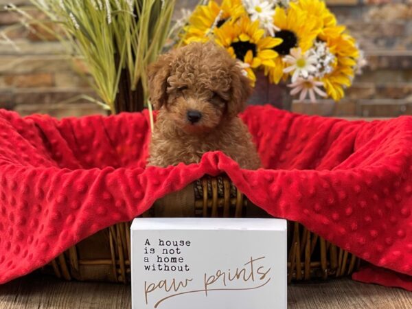 Miniature Poodle-DOG-Male-Red-2529-Petland Katy - Houston, Texas