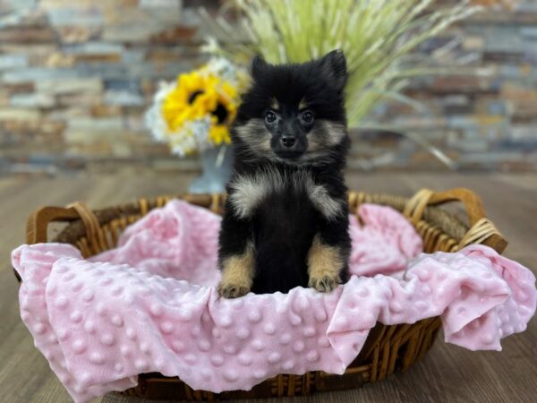 Pomeranian-DOG-Female-Black w/Tan Points-2541-Petland Katy - Houston, Texas