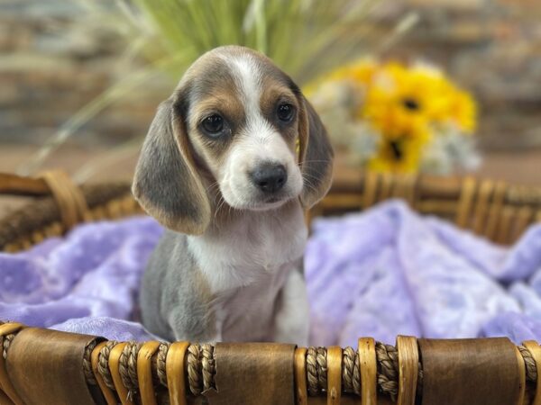Beagle-DOG-Female-Blue Tri-2557-Petland Katy - Houston, Texas