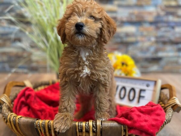 F1B Mini Goldendoodle-DOG-Male-Red-2555-Petland Katy - Houston, Texas
