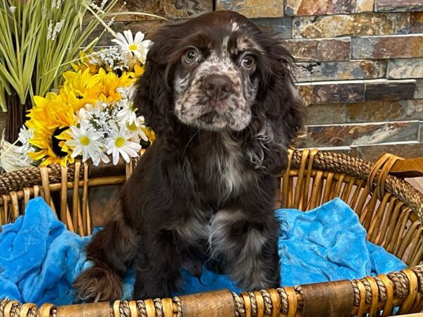 Cocker Spaniel-DOG-Male-Chocolate Merle-2534-Petland Katy - Houston, Texas