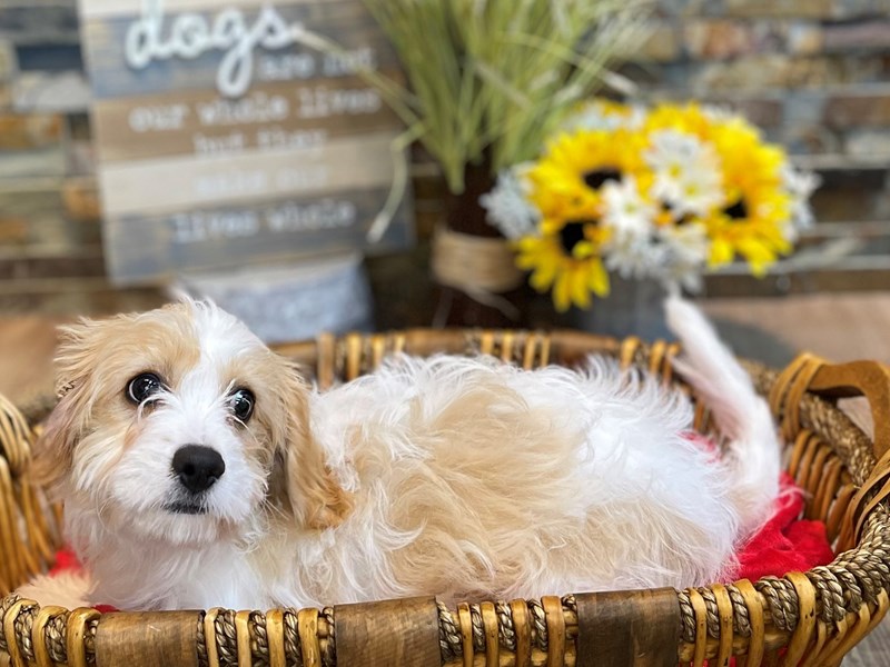 Cavachon Dog Male Apricot & White 2513