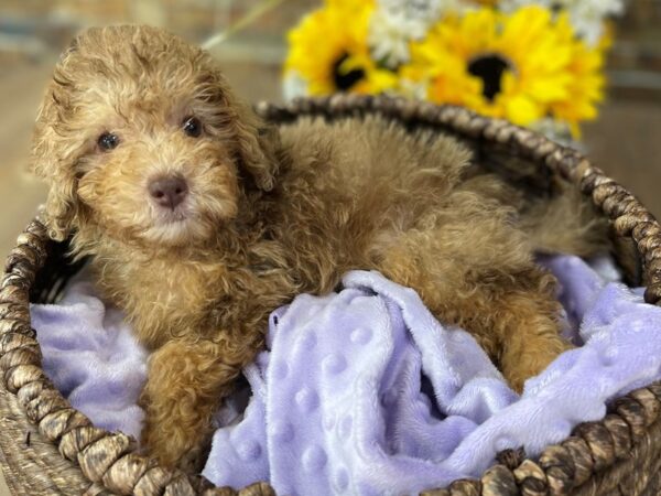 Miniature Poodle-DOG-Female-Chocolate Merle w/Tan-2560-Petland Katy - Houston, Texas