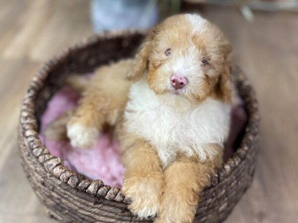 Miniature Poodle-DOG-Female-Chocolate Merle w/White-2561-Petland Katy - Houston, Texas