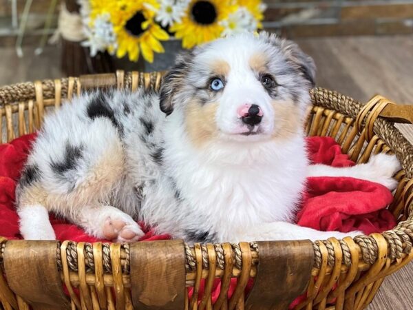 Miniature American Shepherd-DOG-Male-Blue Merle-2565-Petland Katy - Houston, Texas