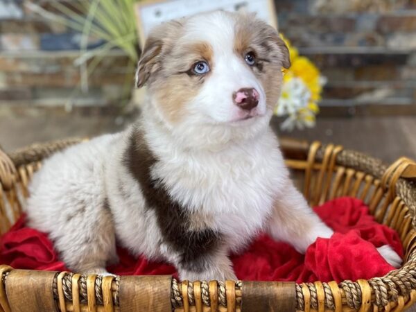 Miniature American Shepherd-DOG-Male-Red Merle-2566-Petland Katy - Houston, Texas