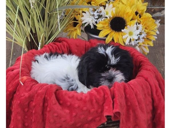 Shih Tzu-DOG-Male-Black & White-2569-Petland Katy - Houston, Texas