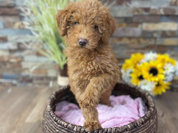 Miniature Poodle-DOG-Female-Red-2579-Petland Katy - Houston, Texas