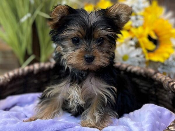 Yorkshire Terrier-DOG-Female-Black & Tan-2577-Petland Katy - Houston, Texas