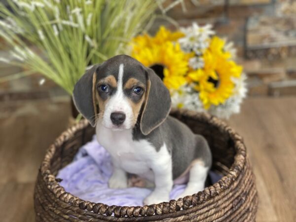 Beagle-DOG-Female-Blue Tri-2582-Petland Katy - Houston, Texas