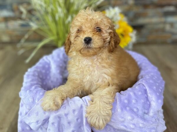 Miniature Poodle-DOG-Female-Red-2574-Petland Katy - Houston, Texas
