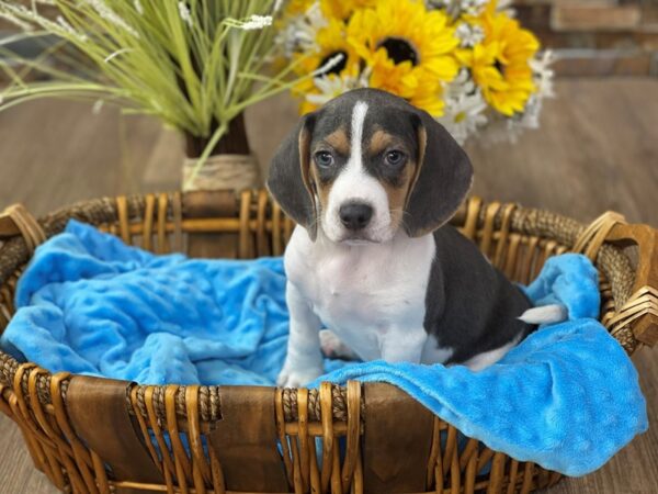Beagle-DOG-Male-Blue Tri-2581-Petland Katy - Houston, Texas