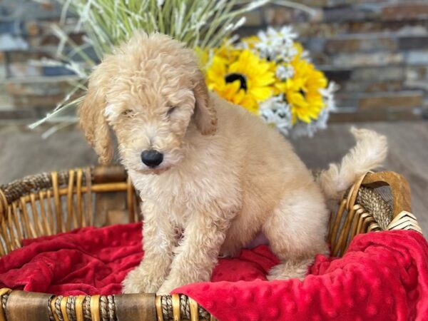 F1B Goldendoodle-DOG-Male--2575-Petland Katy - Houston, Texas