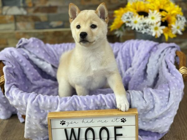 Shiba Inu-DOG-Female-Cream-2600-Petland Katy - Houston, Texas