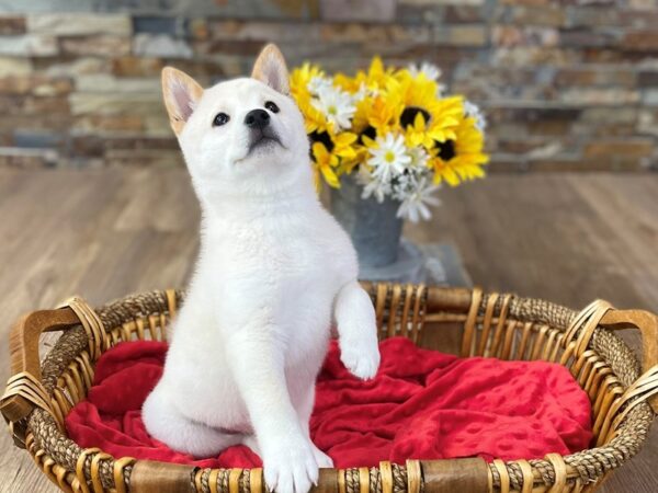 Shiba Inu-DOG-Male-Cream-2599-Petland Katy - Houston, Texas