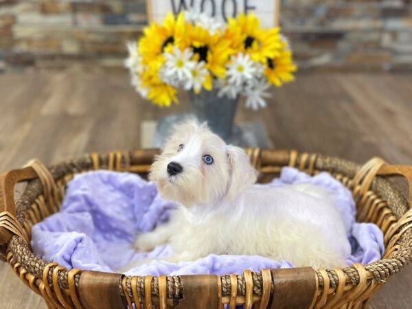Miniature Schnauzer-DOG-Female-White-2591-Petland Katy - Houston, Texas