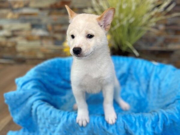 Shiba Inu-DOG-Male-Cream-2618-Petland Katy - Houston, Texas