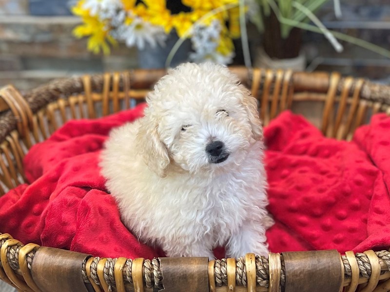 Mini Goldendoodle 3rd Gen Dog Male Apricot 2616