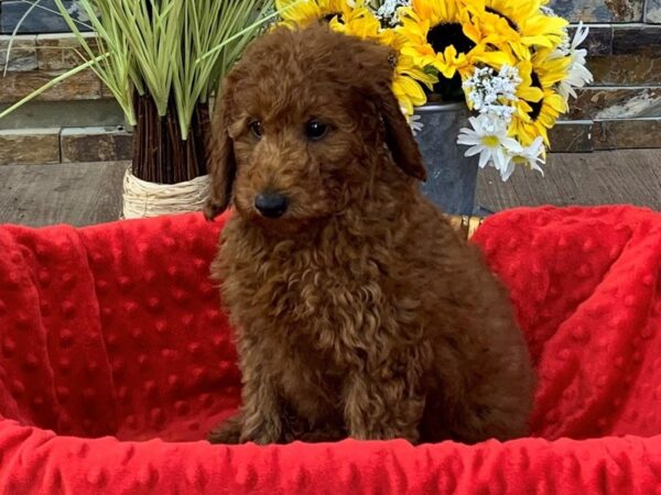Miniature Poodle-DOG-Male-Dark Red-2606-Petland Katy - Houston, Texas
