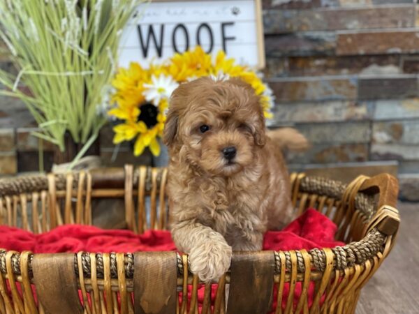 2nd Generation Mini Goldendoodle-DOG-Male-Red-2654-Petland Katy - Houston, Texas