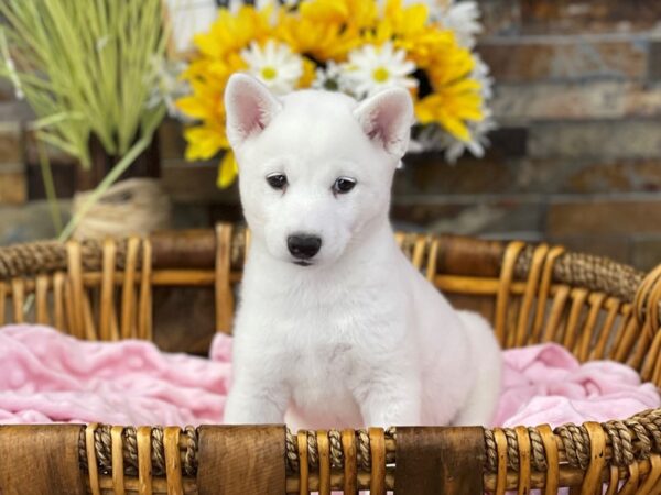 Shiba Inu-DOG-Female-Cream-2651-Petland Katy - Houston, Texas