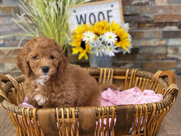 2nd Generation Mini Goldendoodle-DOG-Female-Red-2643-Petland Katy - Houston, Texas