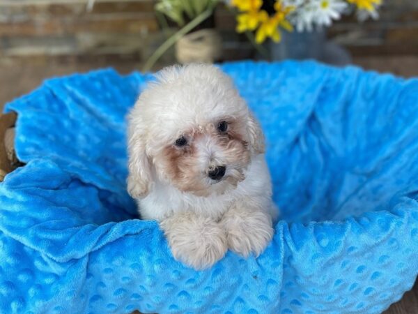 Miniature Poodle-DOG-Male-Cream-2636-Petland Katy - Houston, Texas