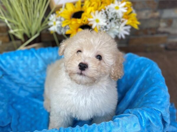 Miniature Poodle-DOG-Male-Cream-2635-Petland Katy - Houston, Texas