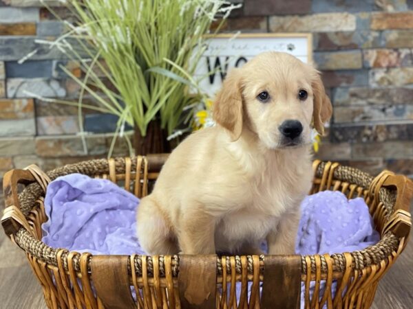 Golden Retriever-DOG-Female-Golden-2667-Petland Katy - Houston, Texas