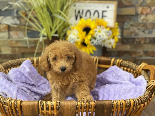 Miniature Poodle-DOG-Female-Red-2665-Petland Katy - Houston, Texas