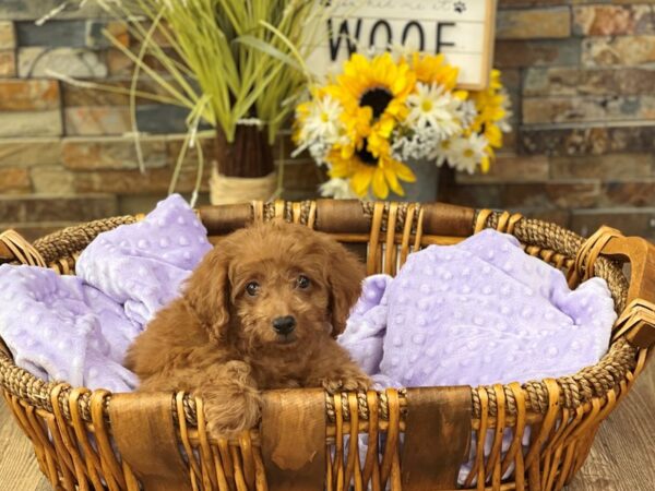 Miniature Poodle-DOG-Female-Red-2664-Petland Katy - Houston, Texas