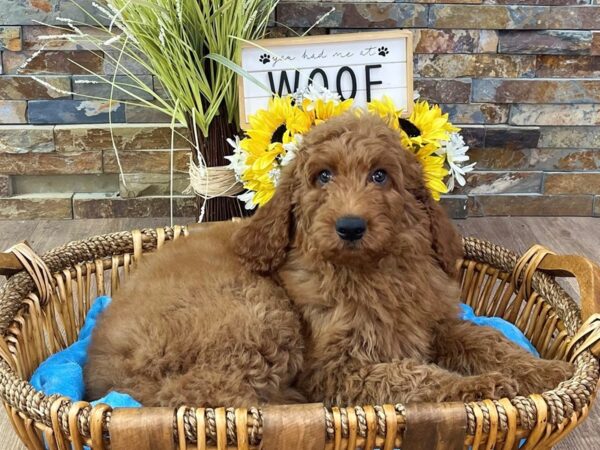 F1B Goldendoodle-DOG-Male-Red-2688-Petland Katy - Houston, Texas