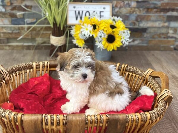 Shihpoo-DOG-Male-Gold & White-2691-Petland Katy - Houston, Texas