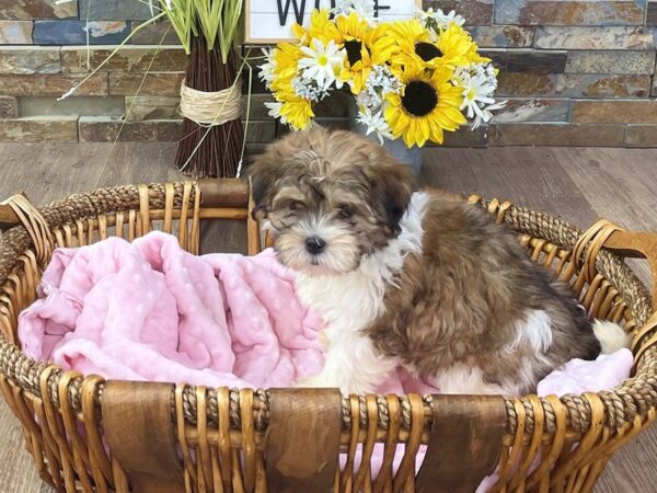 Shihpoo-DOG-Female-Gold & White-2692-Petland Katy - Houston, Texas