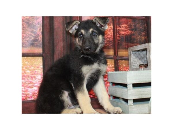 German Shepherd-DOG-Male-Black & Tan-2717-Petland Katy - Houston, Texas