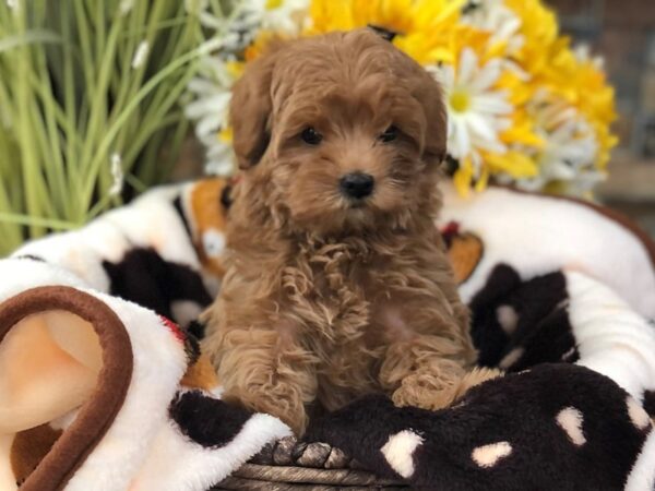 F1B Mini Goldendoodle-DOG-Male-Red-2707-Petland Katy - Houston, Texas