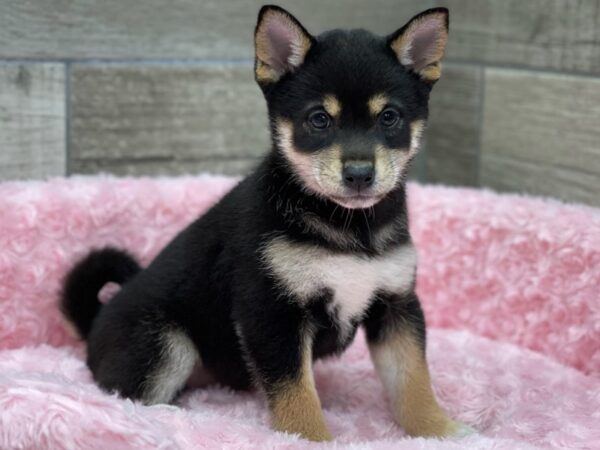 Shiba Inu-DOG-Female-Black & Tan-2716-Petland Katy - Houston, Texas