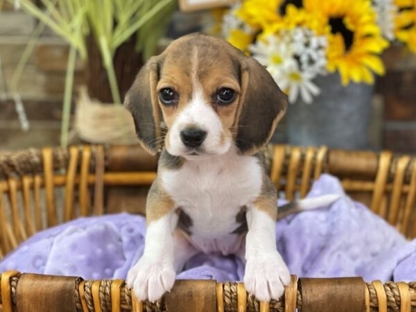 Beagle-DOG-Female-Tri-2713-Petland Katy - Houston, Texas