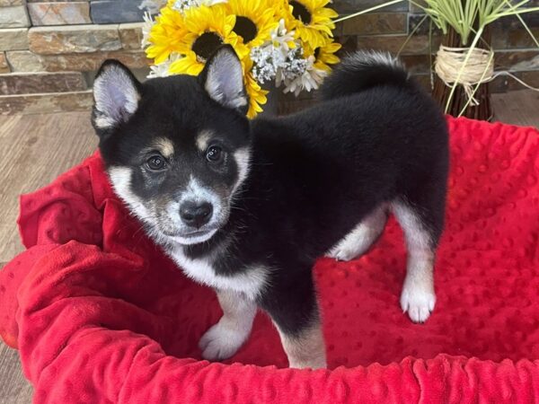 Shiba Inu-DOG-Male-Black & Tan-2734-Petland Katy - Houston, Texas